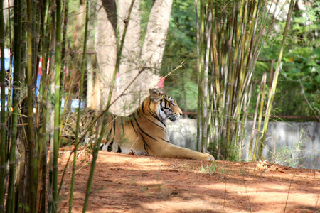 Pictures of tigers in the zoo mattress 