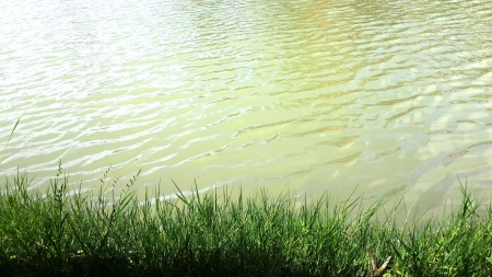 Green grass around the pond.の写真素材