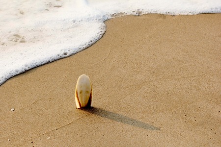 Shells that rests at the isolated white-sand beach.の写真素材