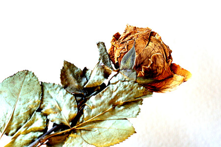 Photos dead roses on a white background.の写真素材