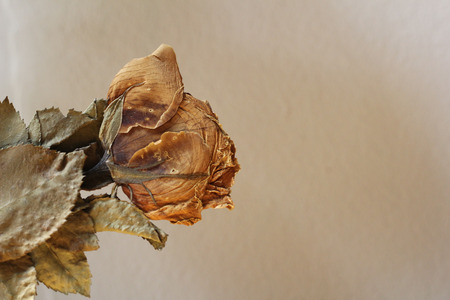 Photos dead roses on brown background vintage style.の写真素材