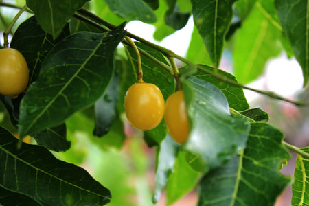 Neem, Neem Tree, Nim, Margosa, Quinine, Holy tree, Indian Margosa Tree, Pride of china, Siamese Neem...