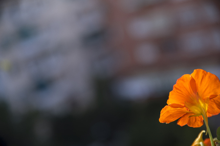 Close-ups of flowers Beautiful and lonely with all the color they present when they are taken care of and cared for.の写真素材
