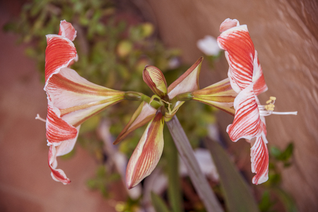Amarillis: Flowers always present and never sufficiently appreciated in nature. in permanent colorful exhibition that shine in the sunny spring and shineの写真素材