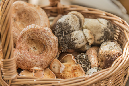 Exquisite mushroom illustration of this autumn wonder in the hills watered by the summer rain Variety of fungi of different types and colors from the most harmless to the most dangerousの写真素材