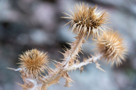 Thistle alone and almost empty on a green background lost and lonely in the lush forest that...