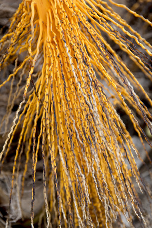 Branch of Mediterranean palm tree which has been extracted its fruits and is naked with all its orange color.の写真素材