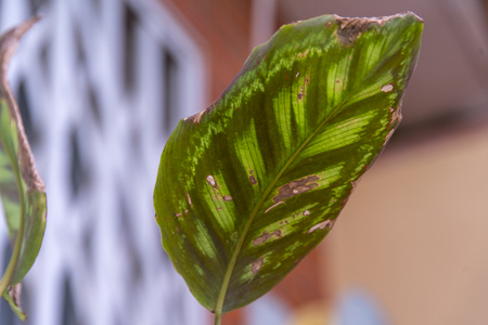 Calathea beautiful ornament of course naturally green that accompanies all the gardens and whose leaf reaches a considerable size freshの写真素材