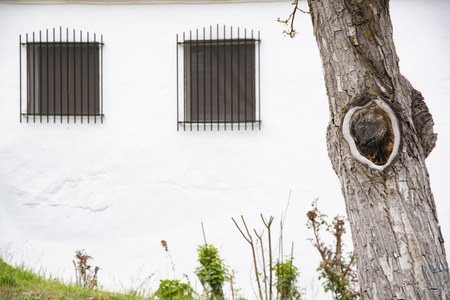 Tree with background of a white wall house and windows with barsの写真素材