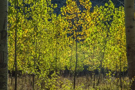 Colorful forests with leafy leaves in a beautiful printの写真素材