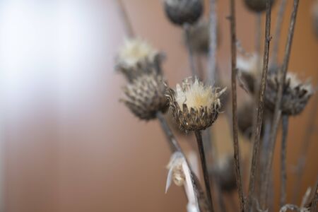 Dried thistles plant in a vase used as an interior decoration of a home with a nice painting in the background. Beautiful bouquet of dried garden flowers detailed by its proximity in the foreground in an interior space of high decorative value and which shows in detail all its plant nature.の写真素材