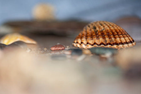 Seashell on a diffuse and colorful background Cheerful and colorful marine and vacation set