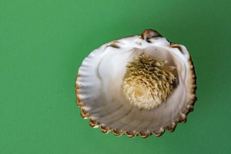 Seashell on a diffuse and colorful background Merry and summery set of shells and Christmas shells on a diffuse and colorful backgroundの写真素材