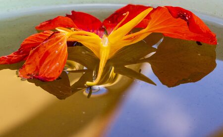 Beautiful and colorful bouquet of freesias in an interior space with high decorative value and showing in detail the set of its vegetal natureの写真素材