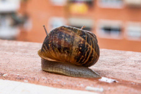 Land snail moving after a recent rain down an urban terrace in search of a neighboring garden in...