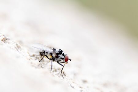 Mosquito located on an ocher background Located on the wall of an urban garden perched on a white e wall of an urban garden bright in a spring dayの写真素材
