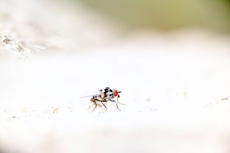 Mosquito located on an ocher background Located on the wall of an urban garden perched on a white e wall of an urban garden bright in a spring dayの写真素材