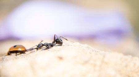 Ant in search of food at dawn Fighting with a ladybird around the anthill