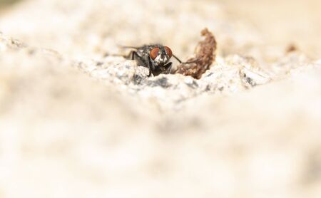 Common fly  in search of food at dawn around the anthillの写真素材