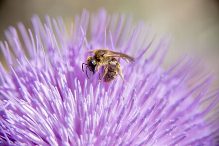 The colorful and striking flower blooms in the spring when a wasp flutters for pollen.の写真素材