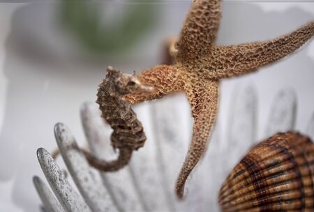 Horseshell, starfish, seashells and others as a decoratives and ornamental objects Bright and warm colors representing summer, fun and holidays as well as good moments of relaxation and rest, cheerful and summeryの写真素材