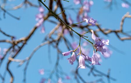Tree with lilac flowers under a spring blue skyの写真素材