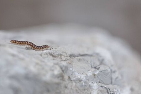 Little centipede crawling at full speed on a lonely and steep white rockの写真素材