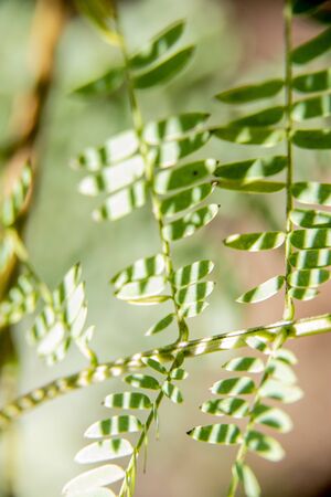 Green backlit shrub leaves with strong contrast in light and darkの写真素材