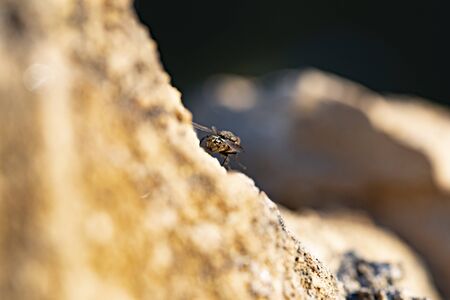 Common house fly in habitable environments located in an open  open.     In spring this insects make their appearance in all social settingsの写真素材
