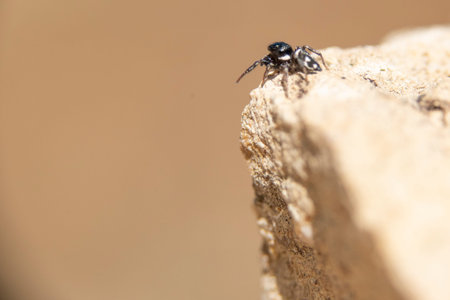 Tiny little spider peeking over the edge of a bare rock