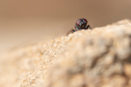 A close up of  a common house fly with its eyes protruding  in an open  space above a solitary and difuse white rockの写真素材