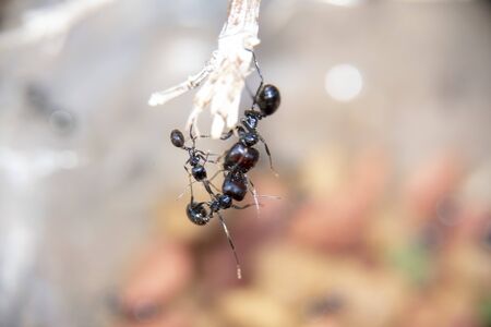 Fight to death on a branch between different rival ants to surviveの写真素材