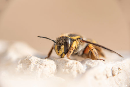 Tiny and colorful little bee lurking on a rock with no vegetation.Small spring insect
