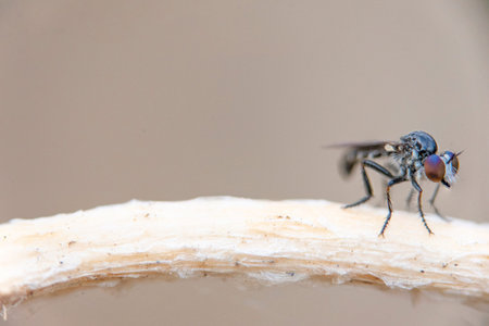 A close up of  a common house fly with its eyes protruding  in an open  space above a solitarytwig...