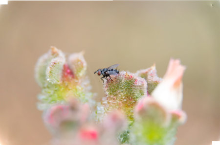 A close up of  a common house fly with its eyes protruding  in an open  space above a colorful and...