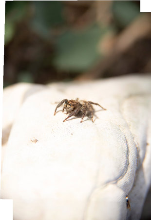 Lonely little spider over the groove of a bare rock