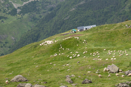 Herds of sheep grazing in the meadows and mountains of the high Aragonese Pyrenees in summerの写真素材