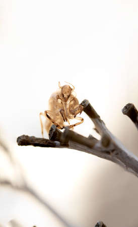 Cicada skin after a change of body wrap that is exposed in the nature of the forestの写真素材