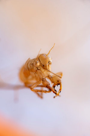 Cicada skin after a change of body wrap that is exposed in the nature of the forestの写真素材