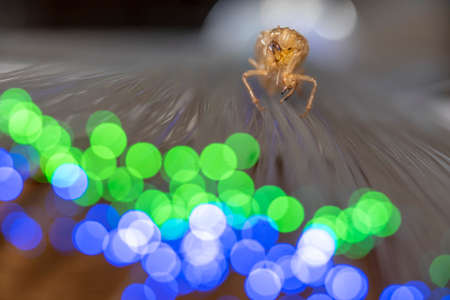 Cicada skin after a change of body wrap that is exposed in the nature of the forestの写真素材