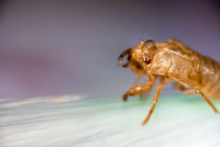 Cicada skin after a change of body wrap that is exposed in the nature of the forestの写真素材