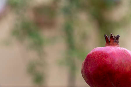 Colorful flowers with striking tones that stand out for their vividness and luminosityの写真素材