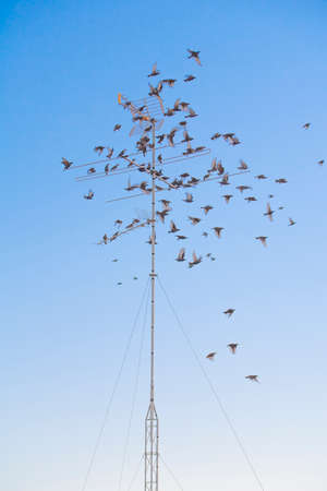 Group of starlings at sunset on a television antennaの写真素材