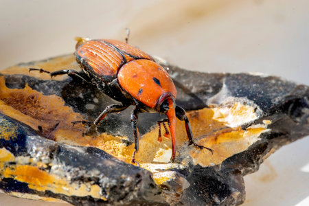 The red weevil Rhynchophorus ferrugineus A species of beetle of the weevil family, 1 native to...