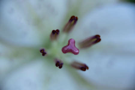 Lilium longiflorum beautiful flower among diffuse and very colorful backgroundsの写真素材