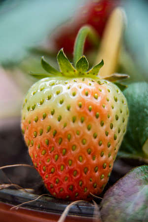 Strawberry cultivation in all its development and detail as one of the most flavorful and requested fruitsの写真素材