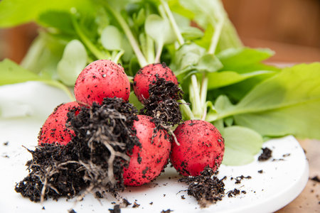 Freshly picked radishes from the garden still with remains of soil placed on a plate for cleaning