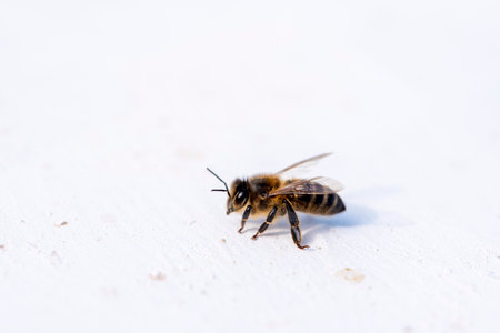 Honey bee on white wall. Macro photo with shallow depth of fieldの写真素材