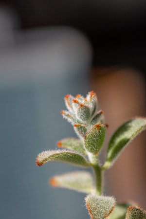 Succulent plant in pot, close-up, selective focus.の写真素材
