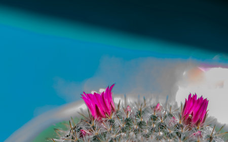 Cactus with pink flowers and blue sky background. Copyspace.の写真素材